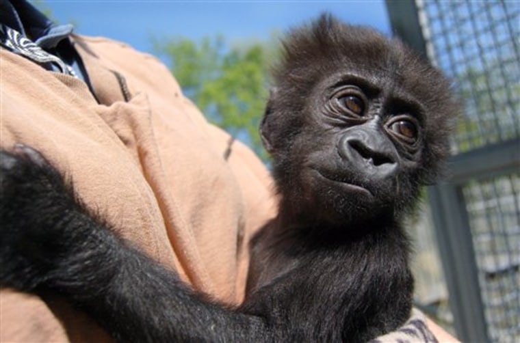 This undated photo provided by The Louisville Zoo shows assistant mammal curator Candy McMahan holding an unnamed baby gorilla in Louisville, Ky. The nearly 3-month-old gorilla who was injured several weeks ago is getting better as keepers care for her continuously outside the exhibit. 